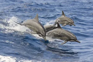 Hawaii, Spinner Dolphins (Stenella Longirostris) Leap Into The Air At The Same Time Hawaii, Spinner Dolphins (Stenella Longirostris) Leap Into The Air At The Same Time