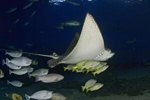 Images Dated 30th January 2004: Hawaii, Spotted Eagle Ray (Aetobatis Narinari) And Reef Fish