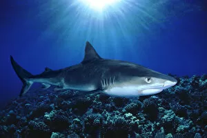 Images Dated 15th January 1999: Hawaii, Tiger Shark Over Reef, Sunburst (Galeocerdo Cuvier)
