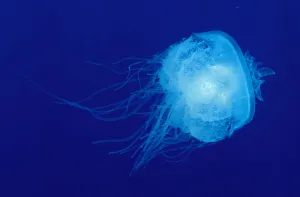 Hawaii, Translucent Jellyfish (Cephea Cephea) Floats In Deep Blue Water Hawaii, Translucent Jellyfish (Cephea Cephea) Floats In Deep Blue Water