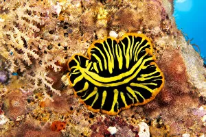 Images Dated 1st July 1998: Hawaii, Top View Of Leopard Flatworm, Close-Up (Pseudoceros Pardalis)