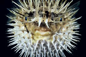Images Dated 3rd March 1998: Hawaii, Front View Of Spiny Puffer (Diodon Holocanthus) Close-Up With Black Background