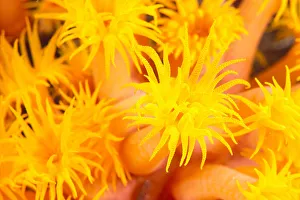 Hawaii, Yellow Soft Coral, Cup Coral, Close-Up Detail Hawaii, Yellow Soft Coral, Cup Coral, Close-Up Detail