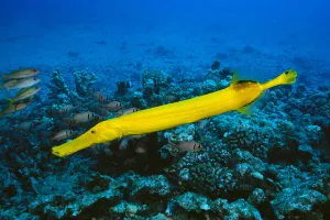 Hawaii, Yellow Trumpetfish (Aulostomus Chinensis) With Coral Reef, Turquoise Ocean Hawaii, Yellow Trumpetfish (Aulostomus Chinensis) With Coral Reef, Turquoise Ocean