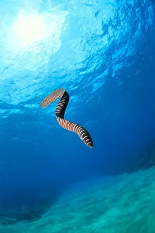 Hawaii, Zebra Moral Eel (Gymnomuraena Zebra) Swims Midwater With Sunburst Hawaii, Zebra Moral Eel (Gymnomuraena Zebra) Swims Midwater With Sunburst