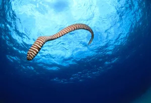 Hawaii, Zebra Moral Eel Swims Through Clear Blue Water With Sunburst, Full Body Shot Hawaii, Zebra Moral Eel Swims Through Clear Blue Water With Sunburst, Full Body Shot