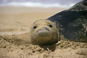 Hawaiian Monk Seal (Monachus Schauinslandi) On Beach With Sand On Face A96G Hawaiian Monk Seal (Monachus Schauinslandi) On Beach With Sand On Face A96G