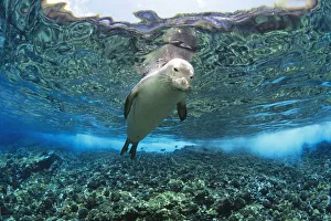 Hawaiian Monk Seal (Monachus Schauinslandi) Over Reef, Nr Surface W/ Refelctions Hawaiian Monk Seal (Monachus Schauinslandi) Over Reef, Nr Surface W/ Refelctions