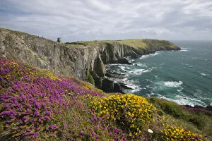 Heather blooms on the cliffs at Old Head of Kinsale, County Cork, Ireland Heather blooms on the cliffs at Old Head of Kinsale, County Cork, Ireland