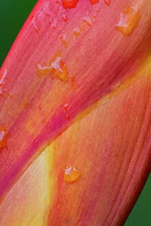High Res Gallery: Heliconia at a botanical garden in Golfo Dulce