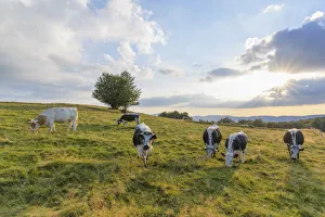 Herd of cows grazing in pasture with the late afternoon sun shining over the fields at Le Markstein in the Vosges Herd of cows grazing in pasture with the late afternoon sun shining over the fields at Le Markstein in the Vosges