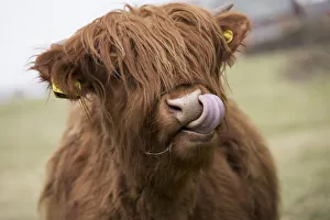 Highland Cattle Licking Its Lips; Scottish Borders, Scotland Highland Cattle Licking Its Lips; Scottish Borders, Scotland