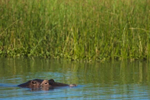 Liwonde Gallery: Hippo (Hippopotamus Amphibius) Peeking Out From The Shire River, Liwonde National Park; Malawi