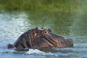 Hippo Snorting Spray Of Water In The Shire River, Liwonde National Park; Malawi Hippo Snorting Spray Of Water In The Shire River, Liwonde National Park; Malawi
