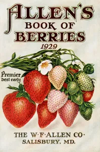 Historic Allen's Book Of Berries With Illustration Of Strawberries From 20th Century Historic Allen's Book Of Berries With Illustration Of Strawberries From 20th Century