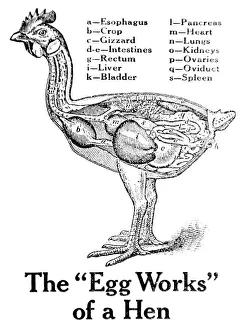 Historic Anatomical Illustration Of A Hens Organs From The Early 20th Century Historic Anatomical Illustration Of A Hens Organs From The Early 20th Century