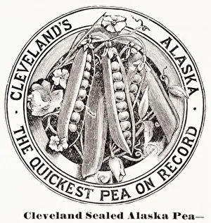Historic Graphic Illustration Of Peas From 20th Century Historic Graphic Illustration Of Peas From 20th Century