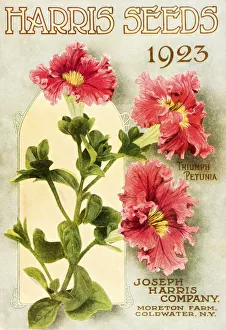 Historic Harris Seeds Catalog With Illustration Of Triumph Petunia Flower From 20th Century Historic Harris Seeds Catalog With Illustration Of Triumph Petunia Flower From 20th Century