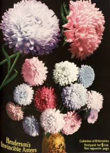 Historic Illustration Of Henderson's Aster Flowers From Seed Catalog From The 20th Century Historic Illustration Of Henderson's Aster Flowers From Seed Catalog From The 20th Century