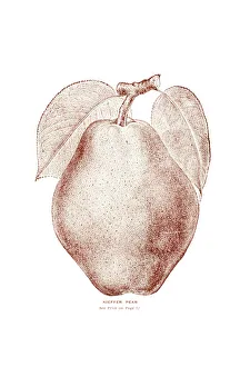 Historic Illustration Of Kieffer Pear From 20th Century Historic Illustration Of Kieffer Pear From 20th Century