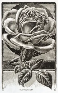 Historic Illustration Of Winter Gem Rose From 20th Century Historic Illustration Of Winter Gem Rose From 20th Century