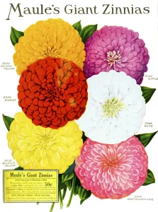 Historic Maule's Seed Catalog With Illustration Of Giant Zinnnias Flower From 20th Century Historic Maule's Seed Catalog With Illustration Of Giant Zinnnias Flower From 20th Century