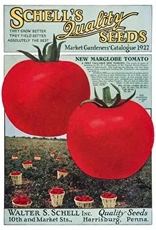 Historic Schell's Seed Catalog With Illustration Of Marglobe Tomato From 20th Century Historic Schell's Seed Catalog With Illustration Of Marglobe Tomato From 20th Century