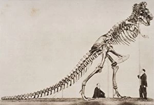 Prehistoric Animals Gallery: Historical Illustration Of Dinosaur Skeleton