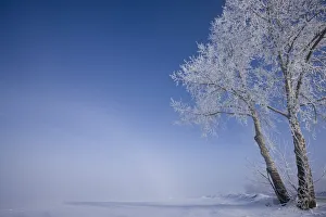 Hoar Frost Covered Poplar Trees On A Foggy Winter Morning, Central Alberta Hoar Frost Covered Poplar Trees On A Foggy Winter Morning, Central Alberta