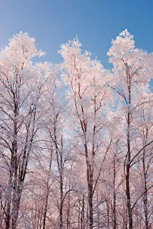 Hoarfrost Covered Birch Trees In Russian Jack Park, Anchorage, Alaska Hoarfrost Covered Birch Trees In Russian Jack Park, Anchorage, Alaska