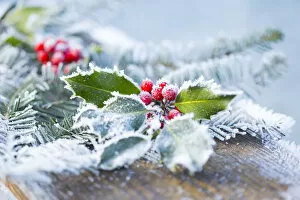 Images Dated 3rd January 2016: A Holly Branch With Berries And Fir Boughs Covered In Frost On A Wooden Board In Selective Focus