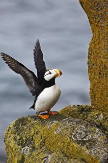 Horned Puffin (Fratercula Corniculata) Standing On Lichen-Covered Boulder Flapping Wings Horned Puffin (Fratercula Corniculata) Standing On Lichen-Covered Boulder Flapping Wings