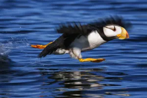 Horned Puffin (Fratercula Corniculata) Taking Off, Kodiak, Alaska, Summer Horned Puffin (Fratercula Corniculata) Taking Off, Kodiak, Alaska, Summer
