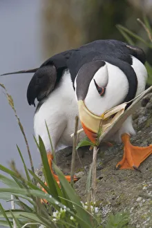 Horned Puffin Gathering Nest Material To Line Its Burrow, Saint Paul Island Horned Puffin Gathering Nest Material To Line Its Burrow, Saint Paul Island