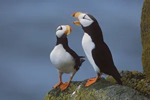 Horned Puffin Pair On Ledge With One Calling In Courtship Display, Round Island Horned Puffin Pair On Ledge With One Calling In Courtship Display, Round Island