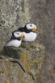 Horned Puffin Pair Perched On A Cliff Ledge During Summer, Saint Paul Island Horned Puffin Pair Perched On A Cliff Ledge During Summer, Saint Paul Island