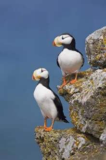 Horned Puffin Pair Perched On Rock Ledge With The Blue Bering Sea In Background Horned Puffin Pair Perched On Rock Ledge With The Blue Bering Sea In Background