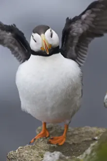 Horned Puffin With Wings Outstretched, Saint Paul Island, Pribilof Islands, Bering Sea Horned Puffin With Wings Outstretched, Saint Paul Island, Pribilof Islands, Bering Sea