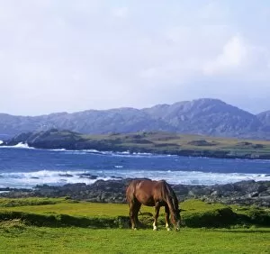 Images Dated 20th March 2007: Horse Grazing In A Field, Beara Peninsula, Allihies, County Cork, Republic Of Ireland
