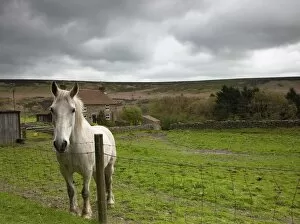 Images Dated 4th May 2009: Horse Peering Over Fence, North Yorkshire, England