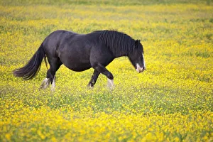 A Horse Walking In A Field Of Yellow Flowers; Northumberland, England A Horse Walking In A Field Of Yellow Flowers; Northumberland, England