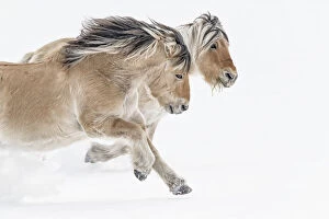 Horses (Equus ferus caballus) running through the snow; Whitehorse, Yukon, Canada