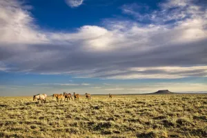 Horses and landscape of Pilot Butte Wild Horse Scenic Loop Tour, White Mountain, Wyoming, USA Horses and landscape of Pilot Butte Wild Horse Scenic Loop Tour, White Mountain, Wyoming, USA