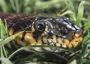 Horseshoe Whip Snake (Hemorrhois Hippocrepis); Tarifa, Cadiz, Andalusia, Spain Horseshoe Whip Snake (Hemorrhois Hippocrepis); Tarifa, Cadiz, Andalusia, Spain