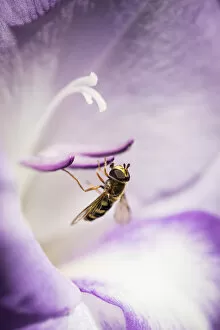 Flying Insect Gallery: A Hoverfly Visits A Gladiolus Blossom; Astoria, Oregon, United States Of America