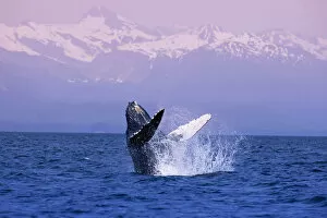 Images Dated 18th June 2005: Humpback Breaching In Inside Passage W / Fairweather Range Southeast Alaska Summer