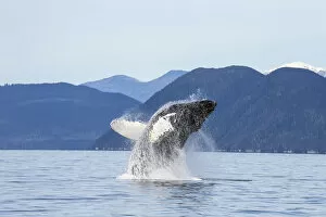Images Dated 30th September 2012: A Humpback Whale Breaches As It Leaps From The Calm Waters Of Stephens Passage Near Tracy Arm In Alaskas Inside Passage