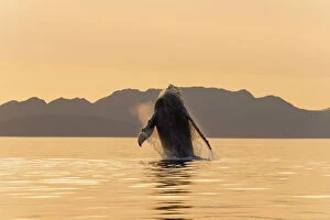 Breaches Gallery: Humpback whale breaching the calm waters of Frederick Sound, Admiralty Island, Alaska, USA