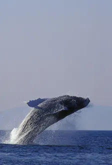 Humpback Whale Breaching In Inside Passage Se Ak Summer Backlit Humpback Whale Breaching In Inside Passage Se Ak Summer Backlit