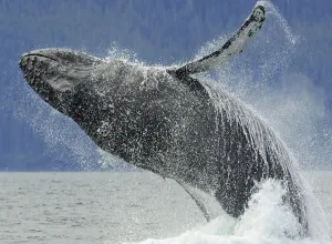Humpback Whale Breaching Near Juneau During Summer In Southeast Alaska Humpback Whale Breaching Near Juneau During Summer In Southeast Alaska